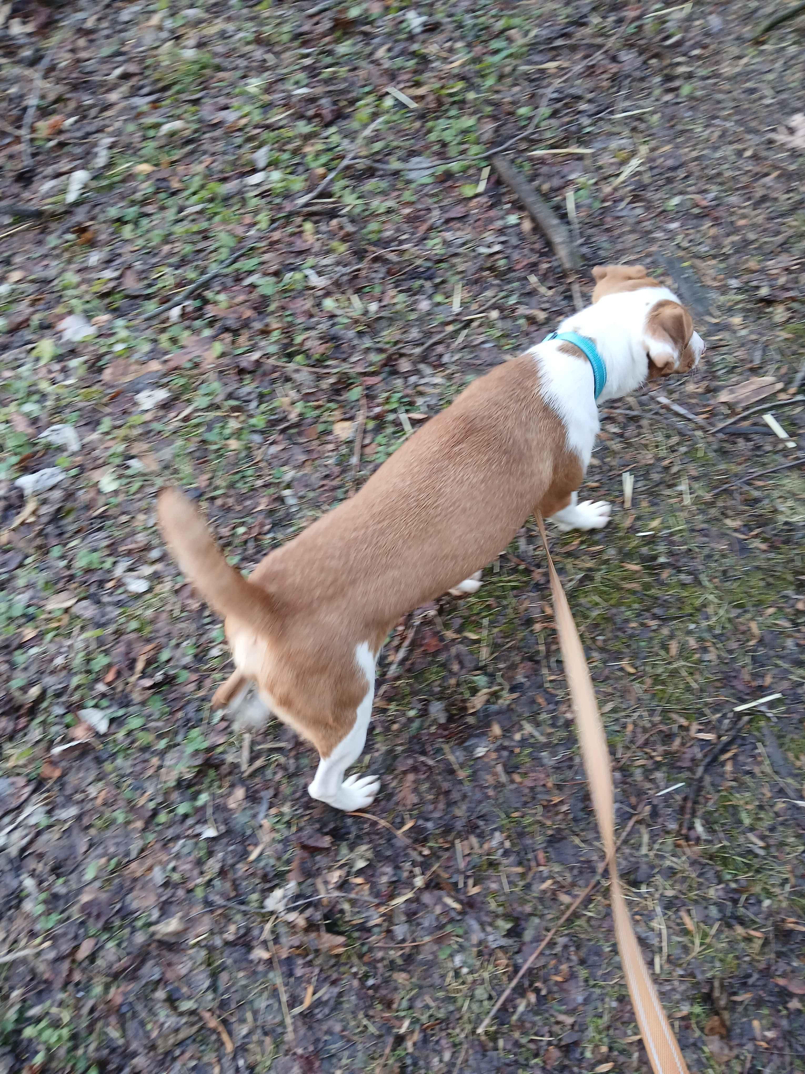 Jeremy , an adoptable mixed breed in Roanoke, VA image 3/3
