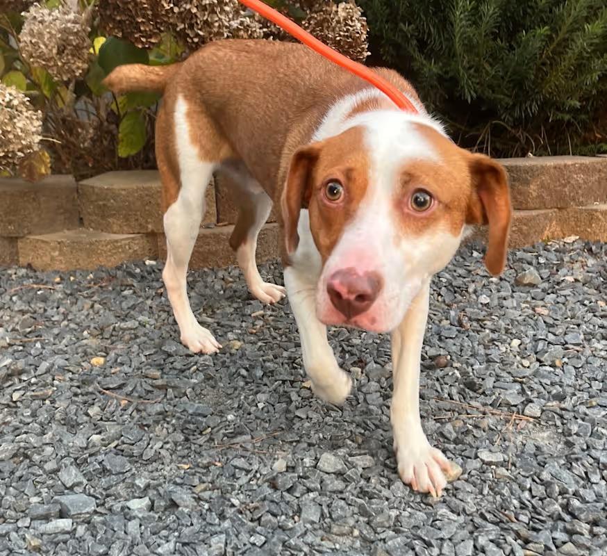 Jeremy , an adoptable mixed breed in Roanoke, VA image 1/3