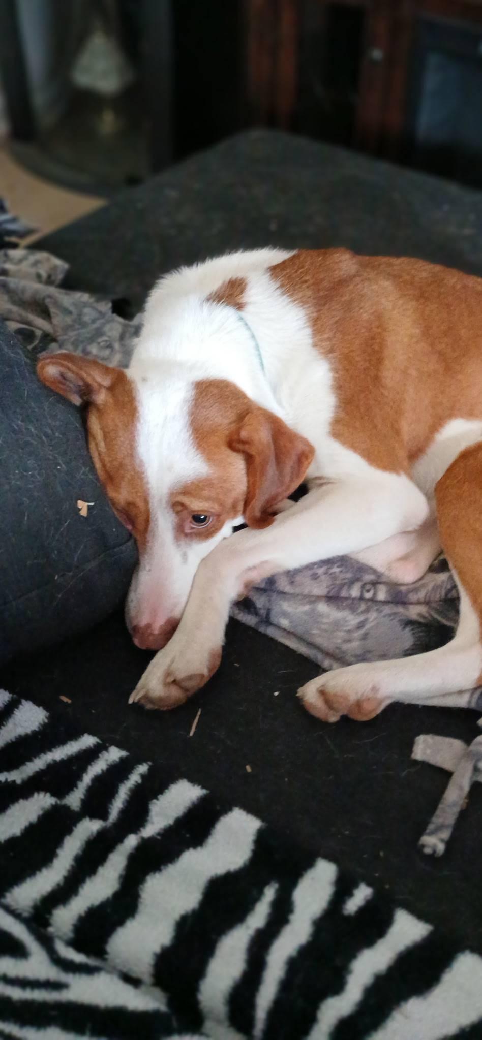 Enlarge Jeremy , an adoptable mixed breed in Roanoke, VA image 5/5