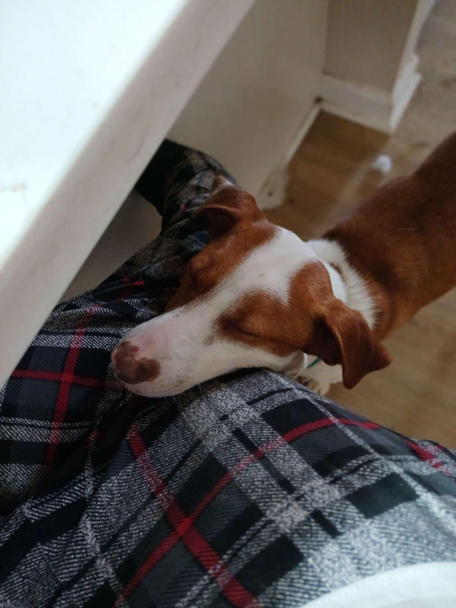 Enlarge Jeremy , an adoptable mixed breed in Roanoke, VA image 2/5