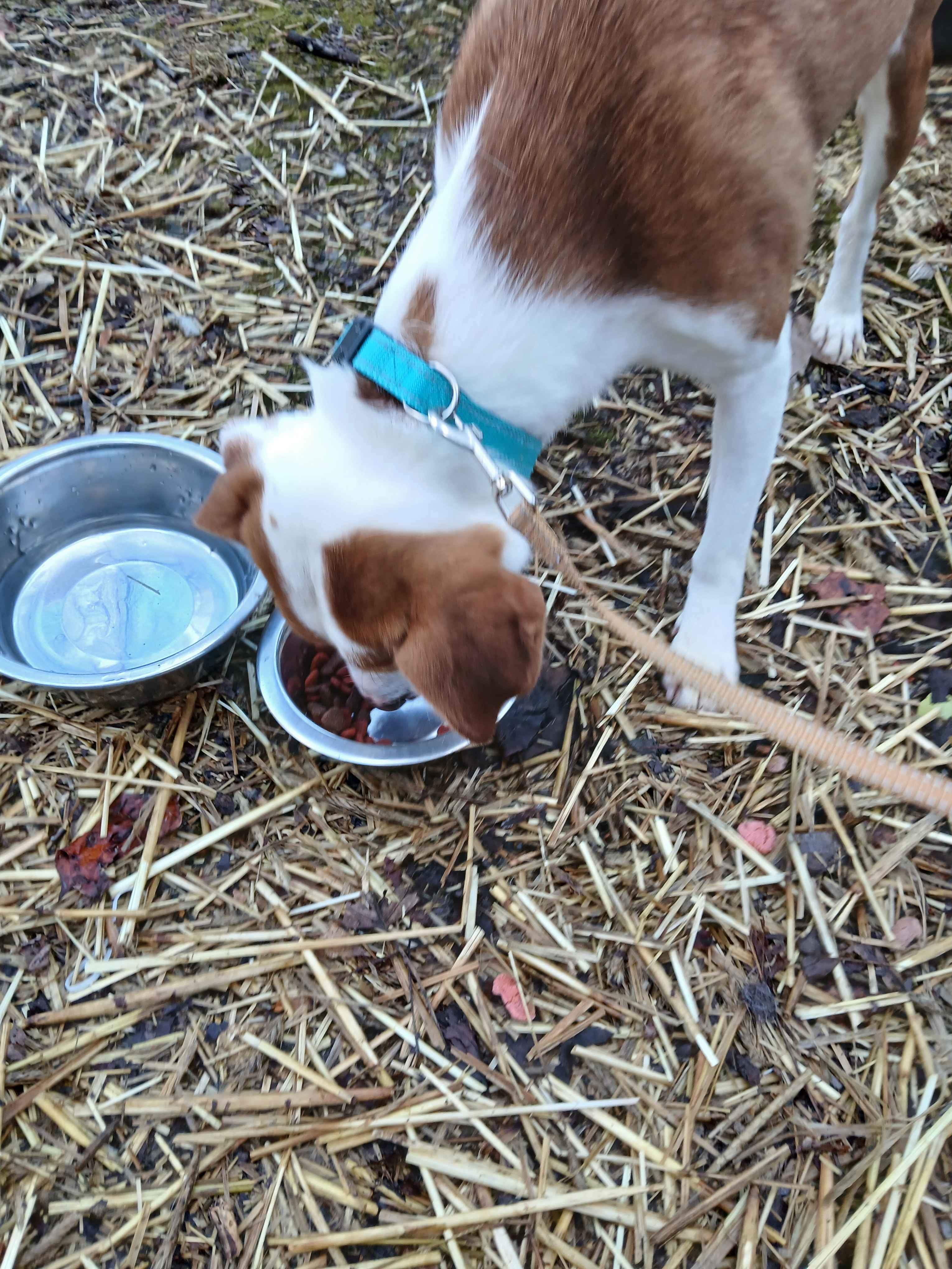 Jeremy , an adoptable mixed breed in Roanoke, VA image 2/3