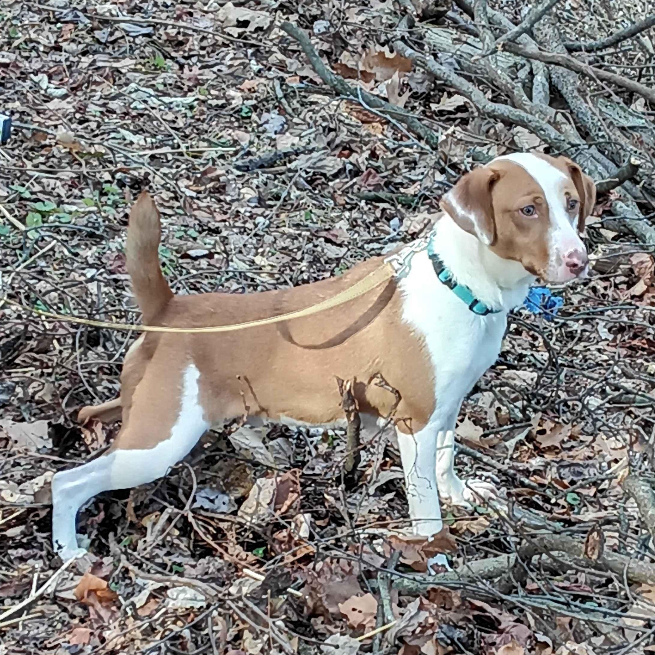 Enlarge Jeremy , an adoptable mixed breed in Roanoke, VA image 4/5