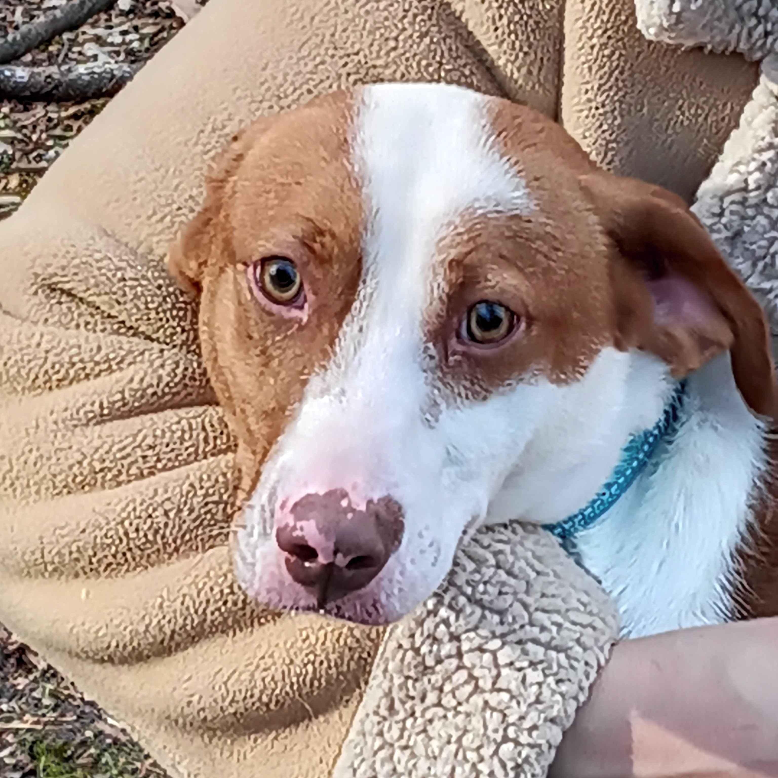 Enlarge Jeremy , an adoptable mixed breed in Roanoke, VA image 1/5