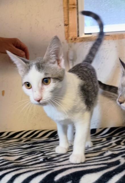 Enlarge Cairo, a Adoptable Domestic Short Hair in Centerton, AR image 1/1