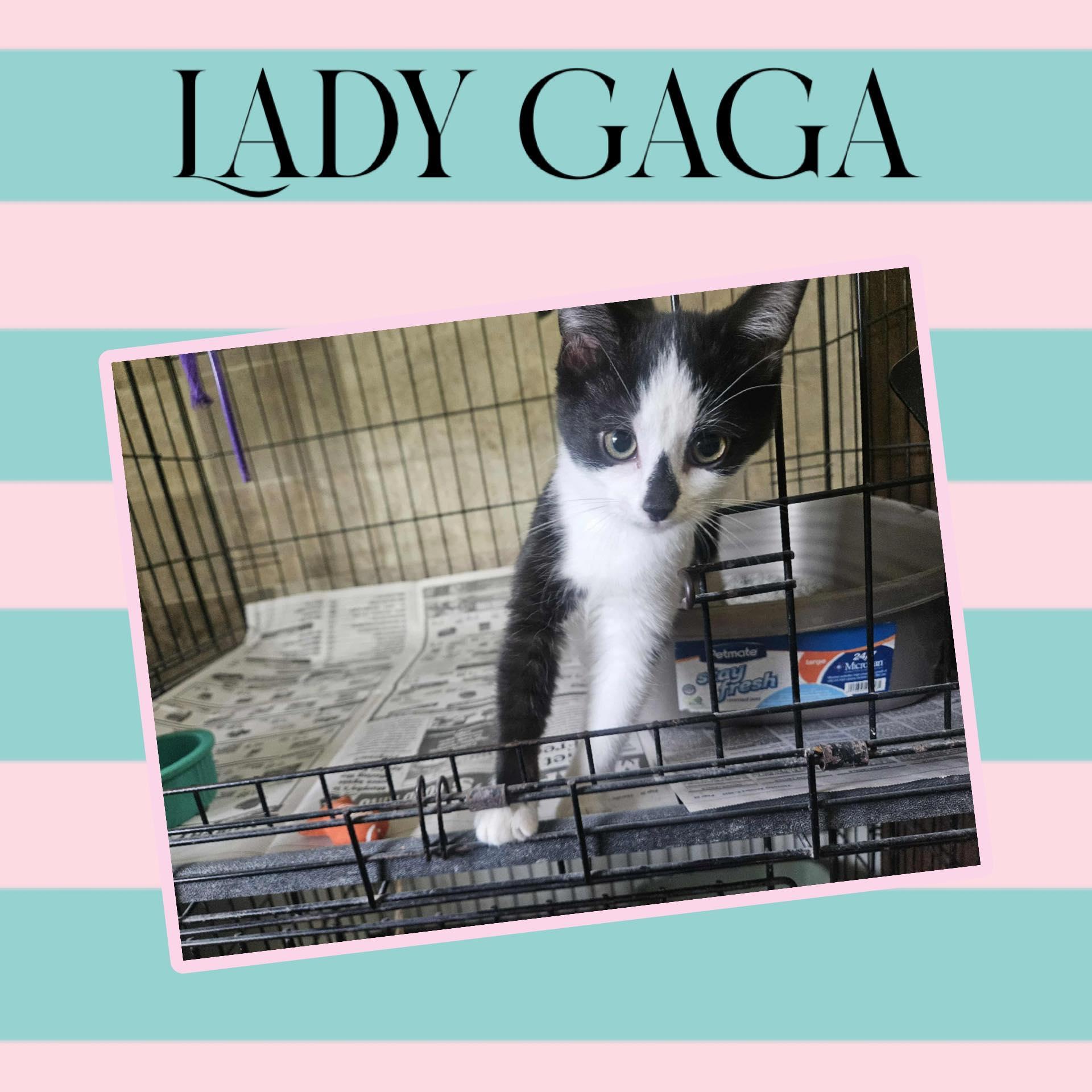 Lady Gaga, a Adoptable Domestic Short Hair in Monticello, IN image 1/2