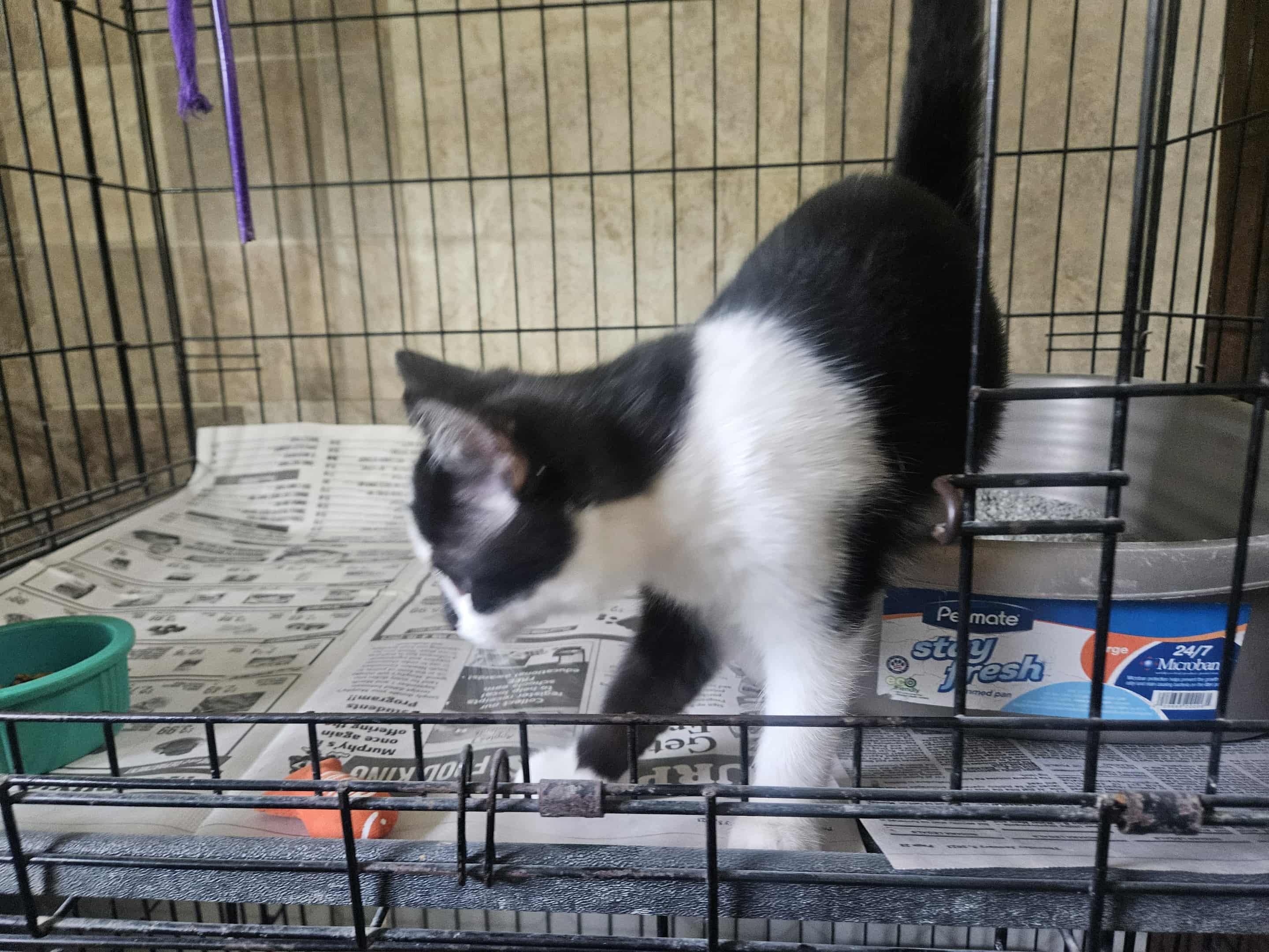 Lady Gaga, a Adoptable Domestic Short Hair in Monticello, IN image 2/2