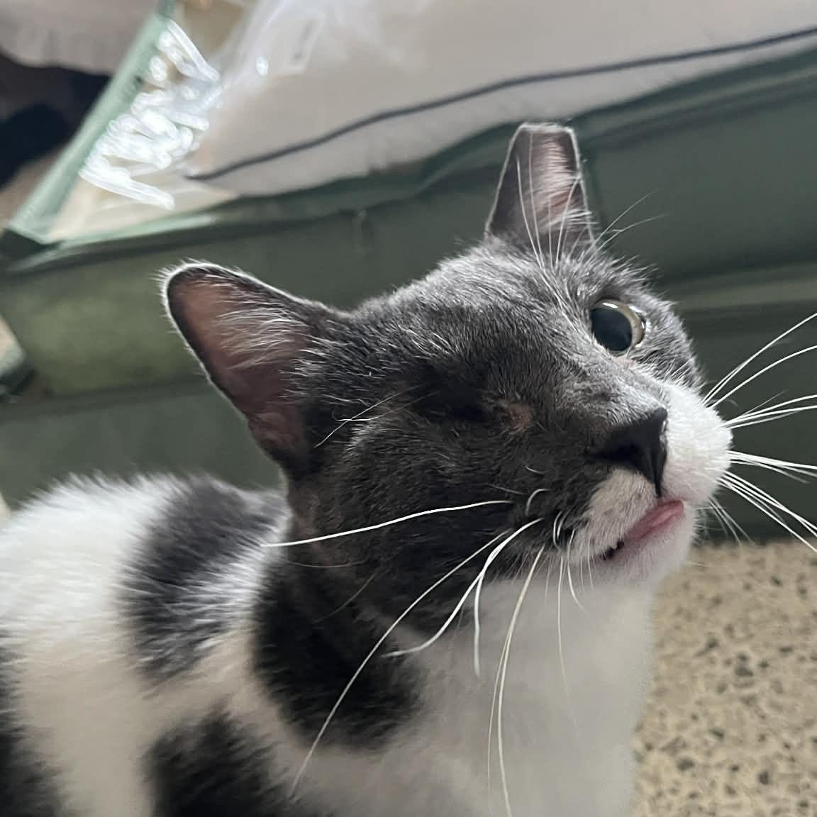 Rufus, adopted, Adult Male Domestic Short Hair.