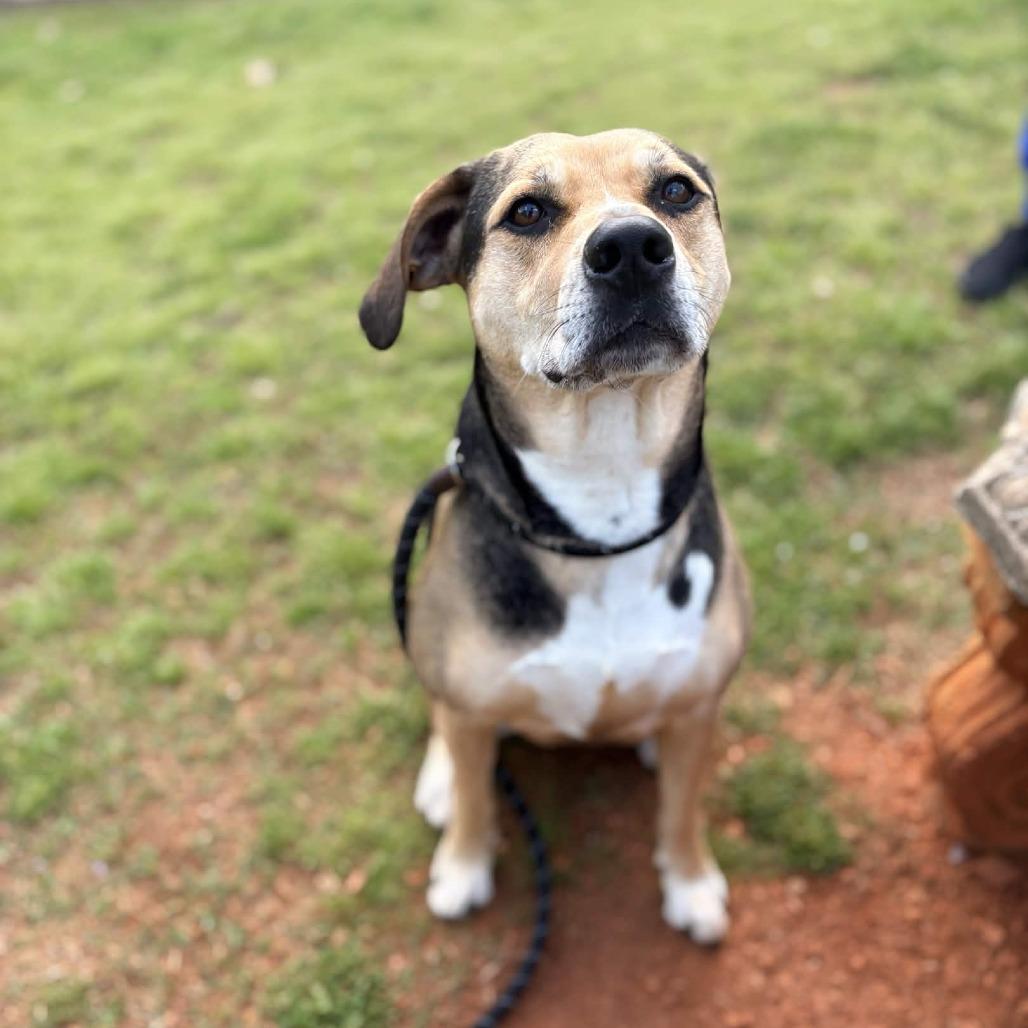 Trinity, a Adoptable mixed breed in Greenville, SC image 1/5