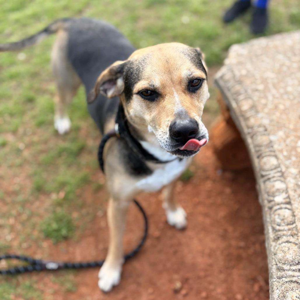 Trinity, a Adoptable mixed breed in Greenville, SC image 2/5