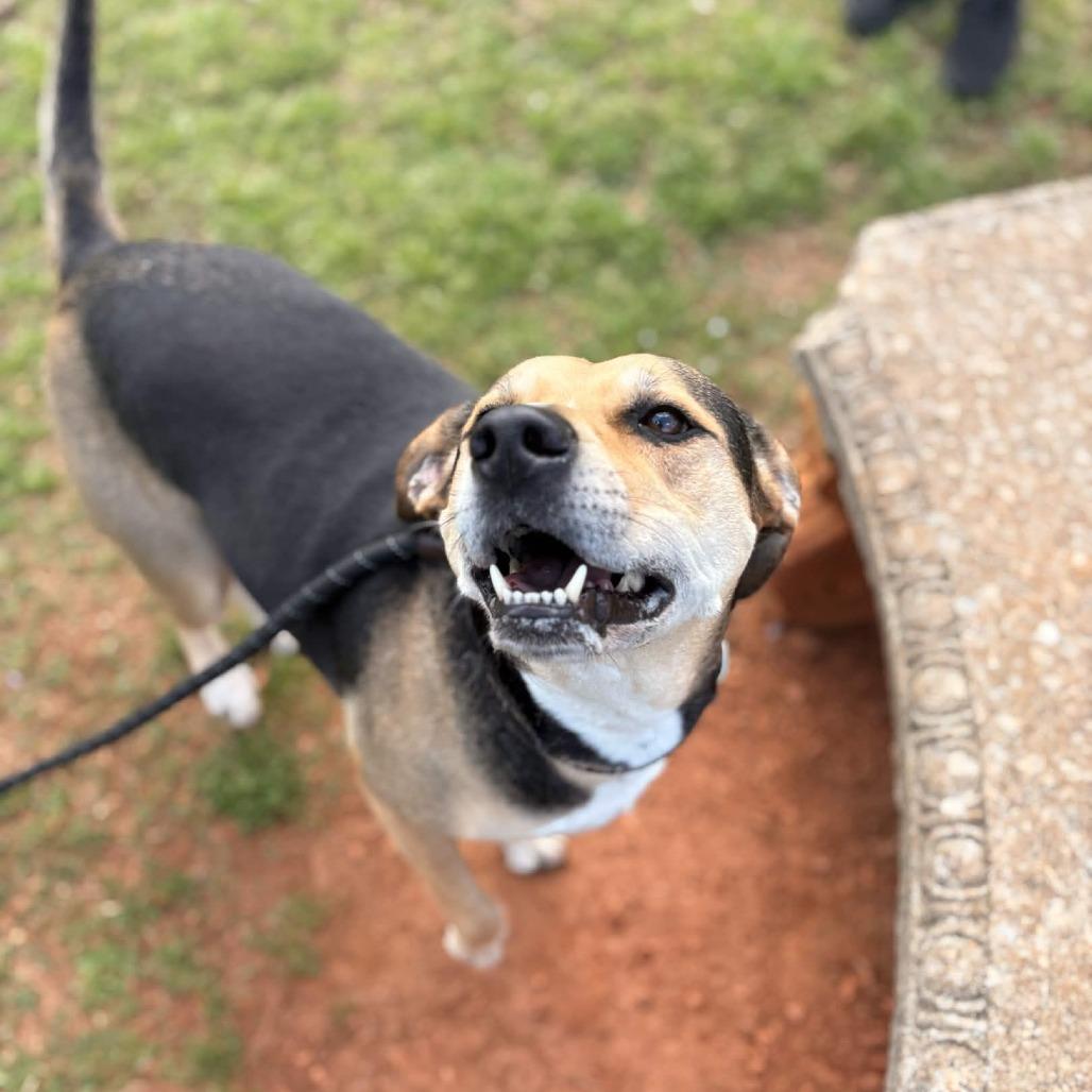 Trinity, a Adoptable mixed breed in Greenville, SC image 3/5