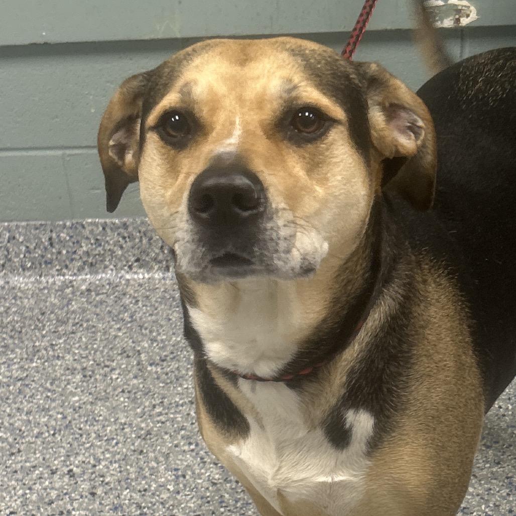 Trinity, a Adoptable mixed breed in Greenville, SC image 4/5