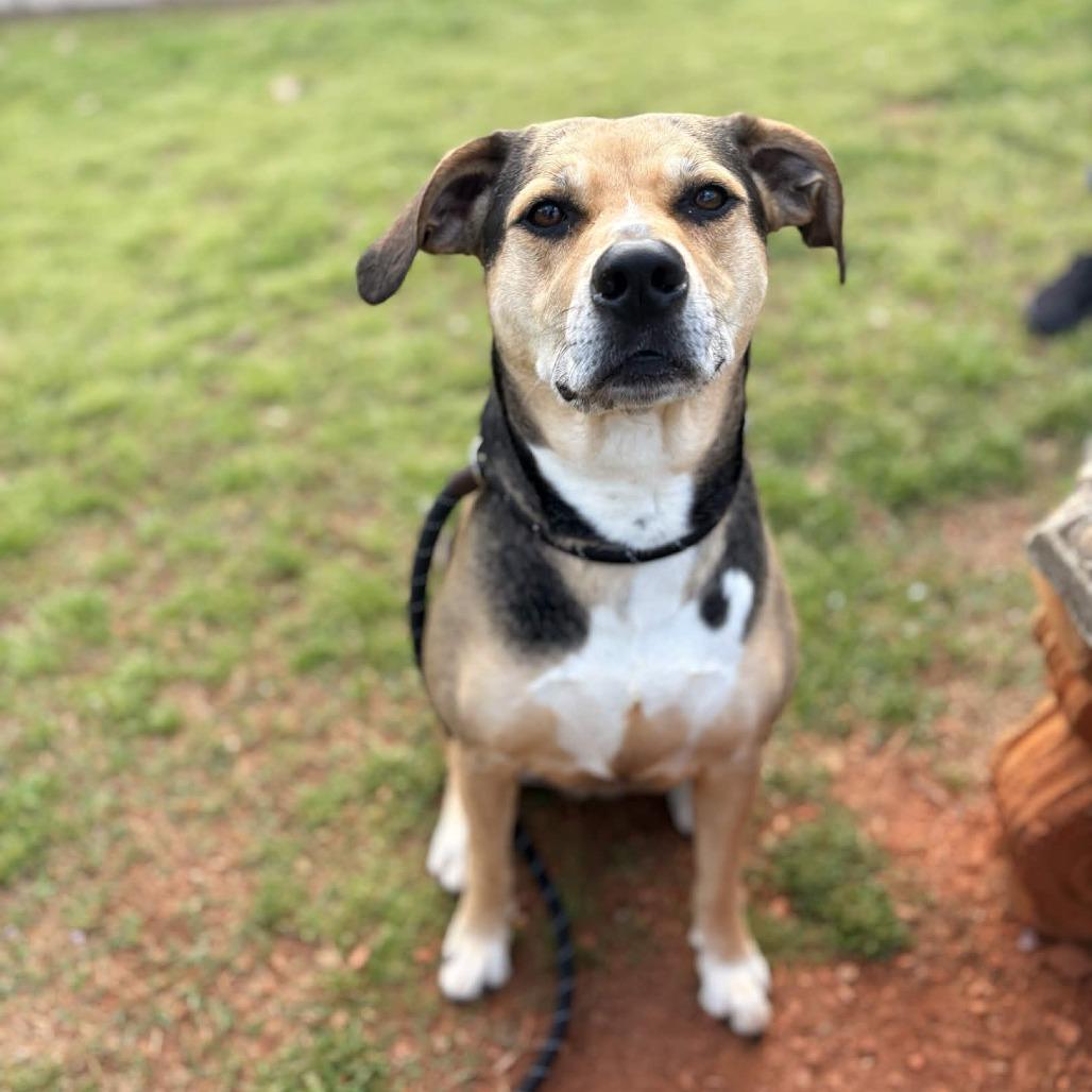 Trinity, a Adoptable mixed breed in Greenville, SC image 5/5