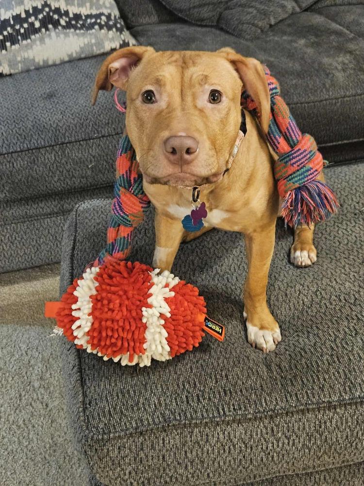 Enlarge Daphne, a Adoptable mixed breed in Plymouth, MN image 2/6