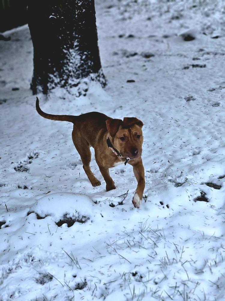 Enlarge Daphne, a Adoptable mixed breed in Plymouth, MN image 3/6