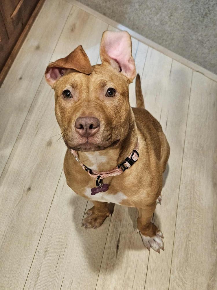 Enlarge Daphne, a Adoptable mixed breed in Plymouth, MN image 4/6