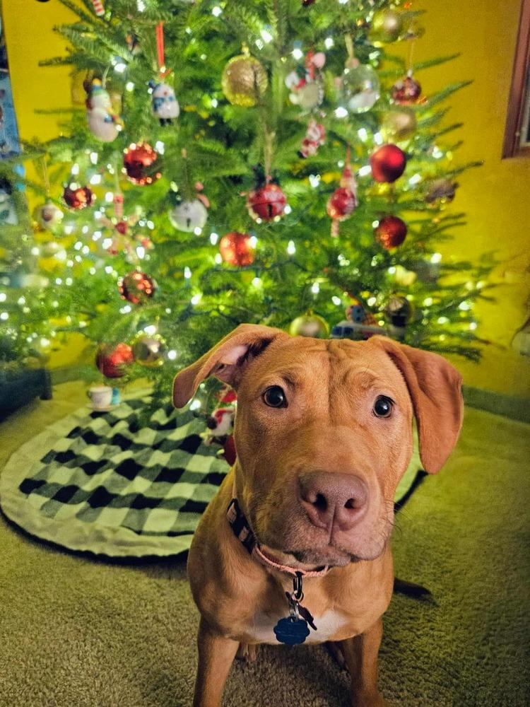 Enlarge Daphne, a Adoptable mixed breed in Plymouth, MN image 5/6