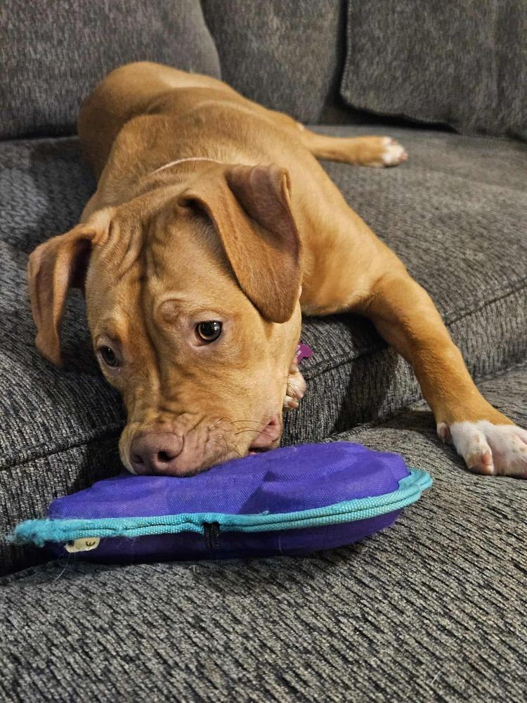 Enlarge Daphne, a Adoptable mixed breed in Plymouth, MN image 6/6