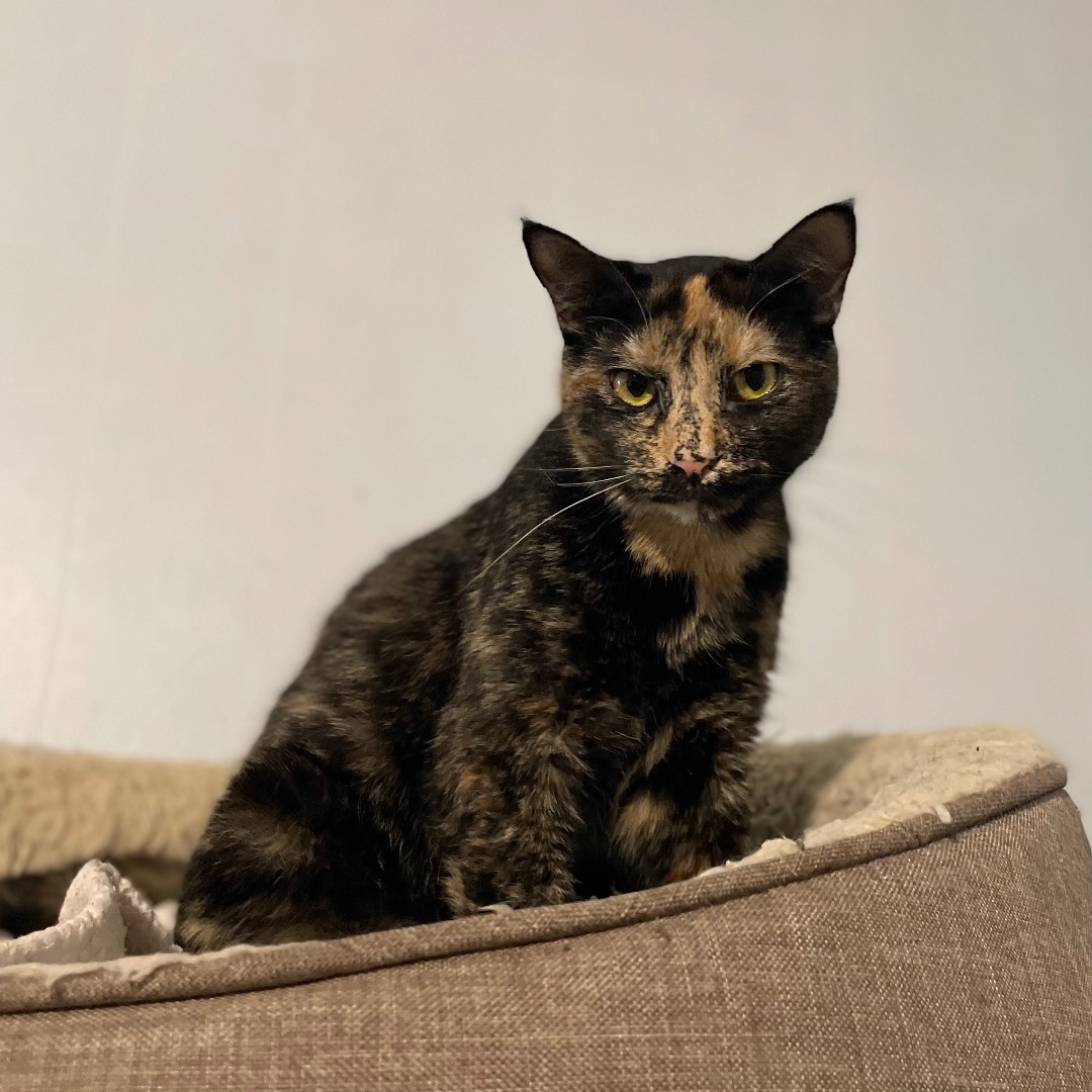 Esmerelda, a Adoptable Tortoiseshell in Port Wentworth, GA image 1/5