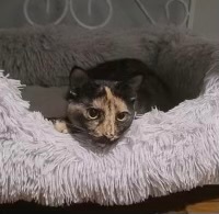 Esmerelda, a Adoptable Tortoiseshell in Port Wentworth, GA image 2/5