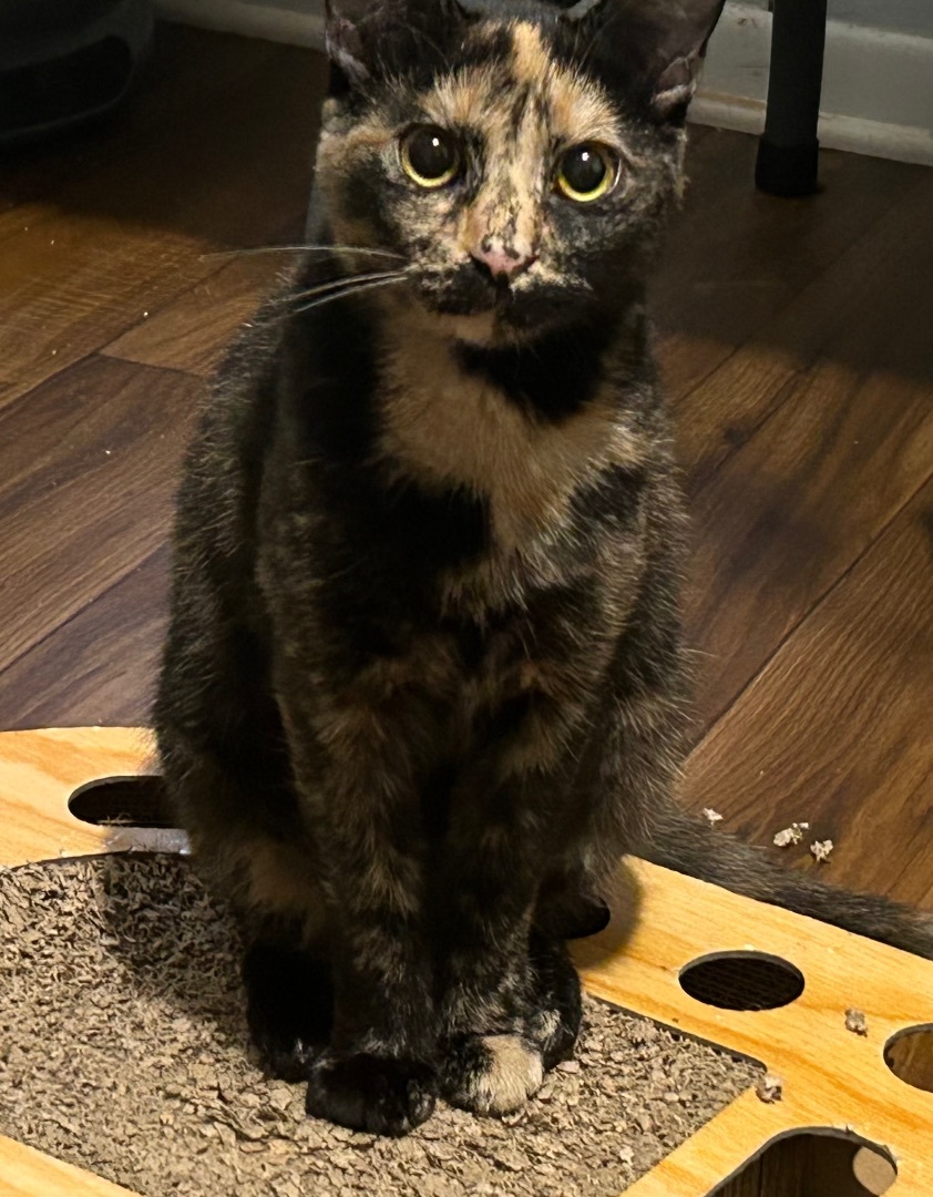 Esmerelda, a Adoptable Tortoiseshell in Port Wentworth, GA image 3/5