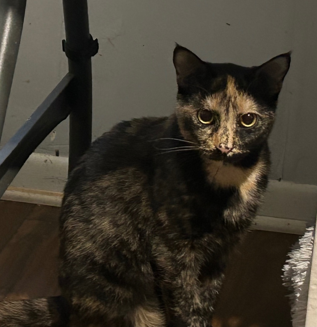 Esmerelda, a Adoptable Tortoiseshell in Port Wentworth, GA image 4/5