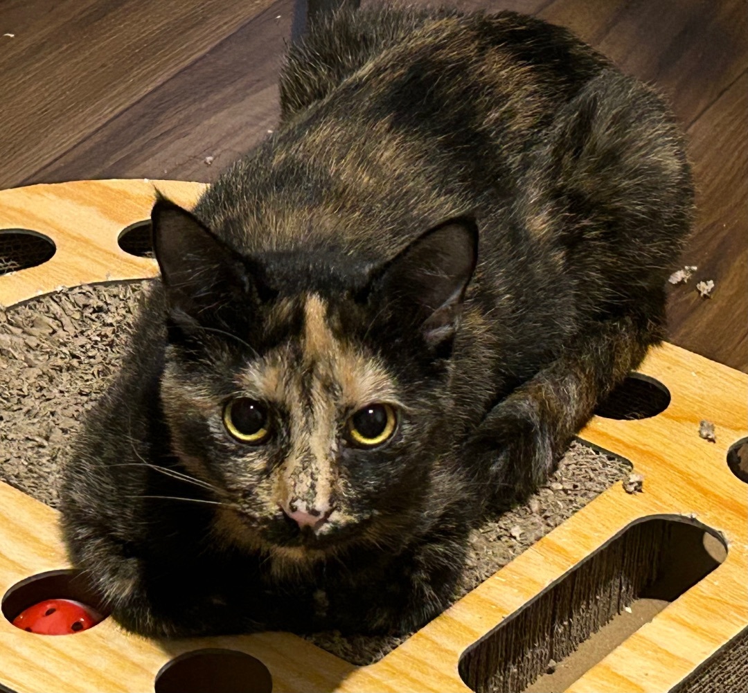 Esmerelda, a Adoptable Tortoiseshell in Port Wentworth, GA image 5/5