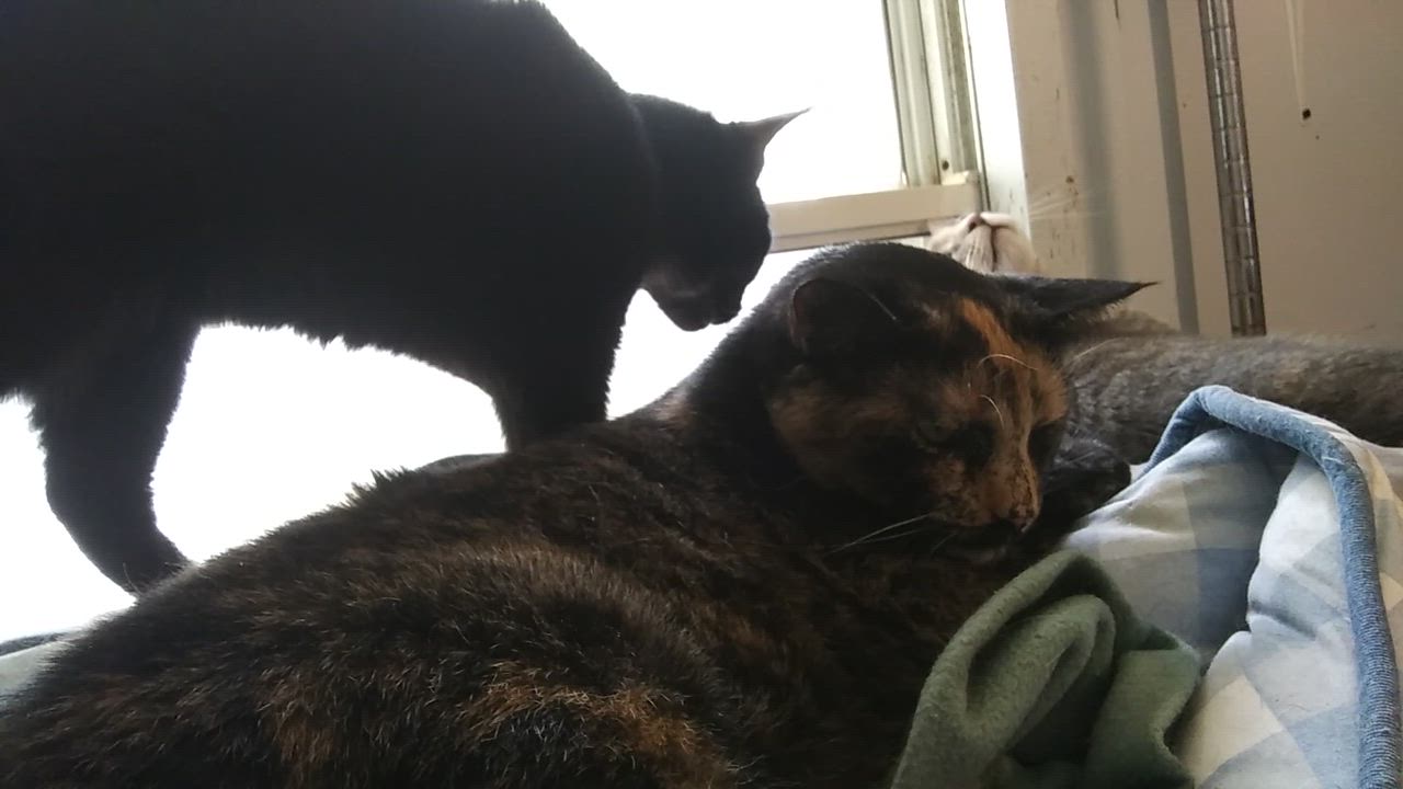 Enlarge Esmerelda, an adoptable Tortoiseshell in Port Wentworth, GA video 6/6