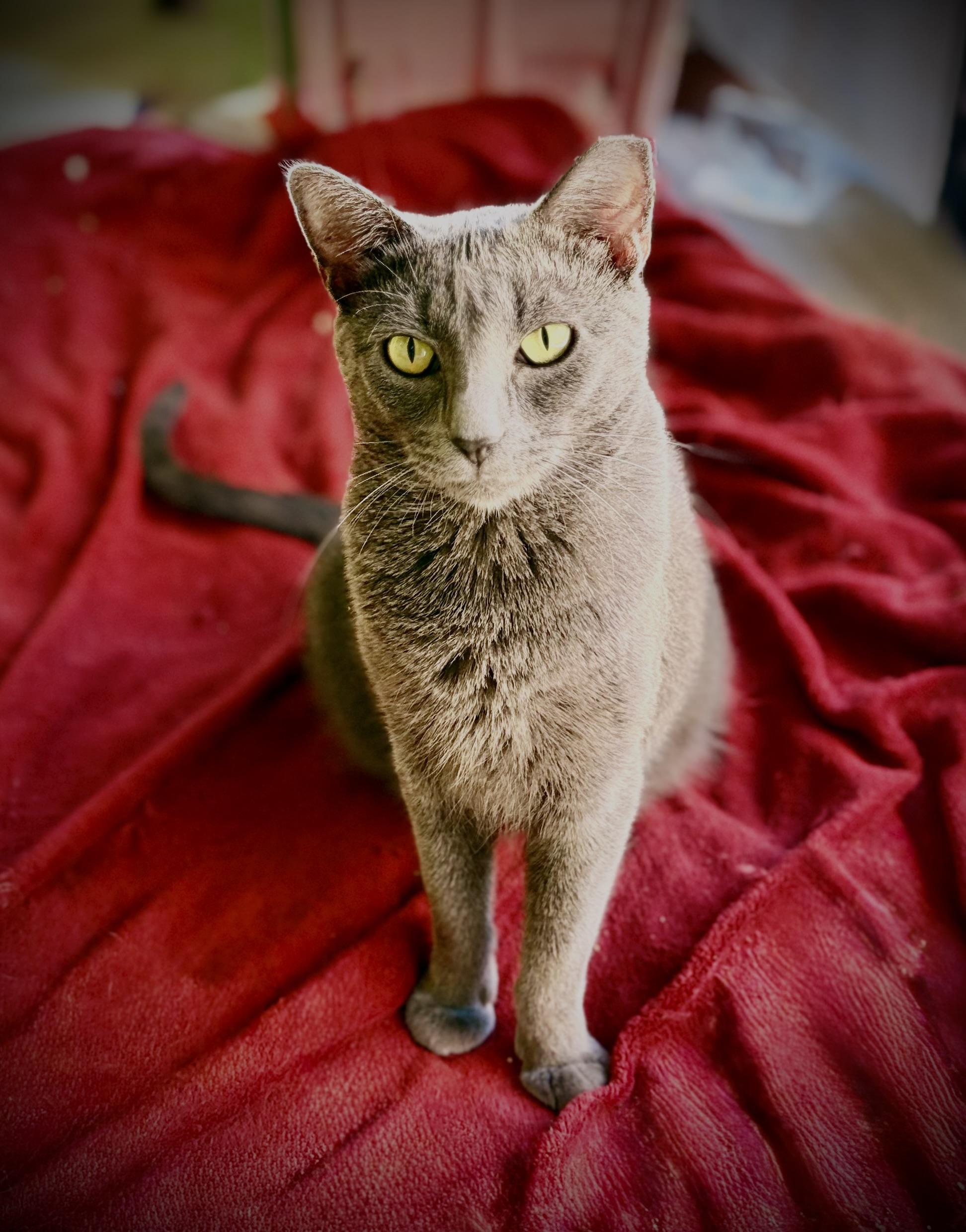 Gracie, adoptable, Adult Female Russian Blue.