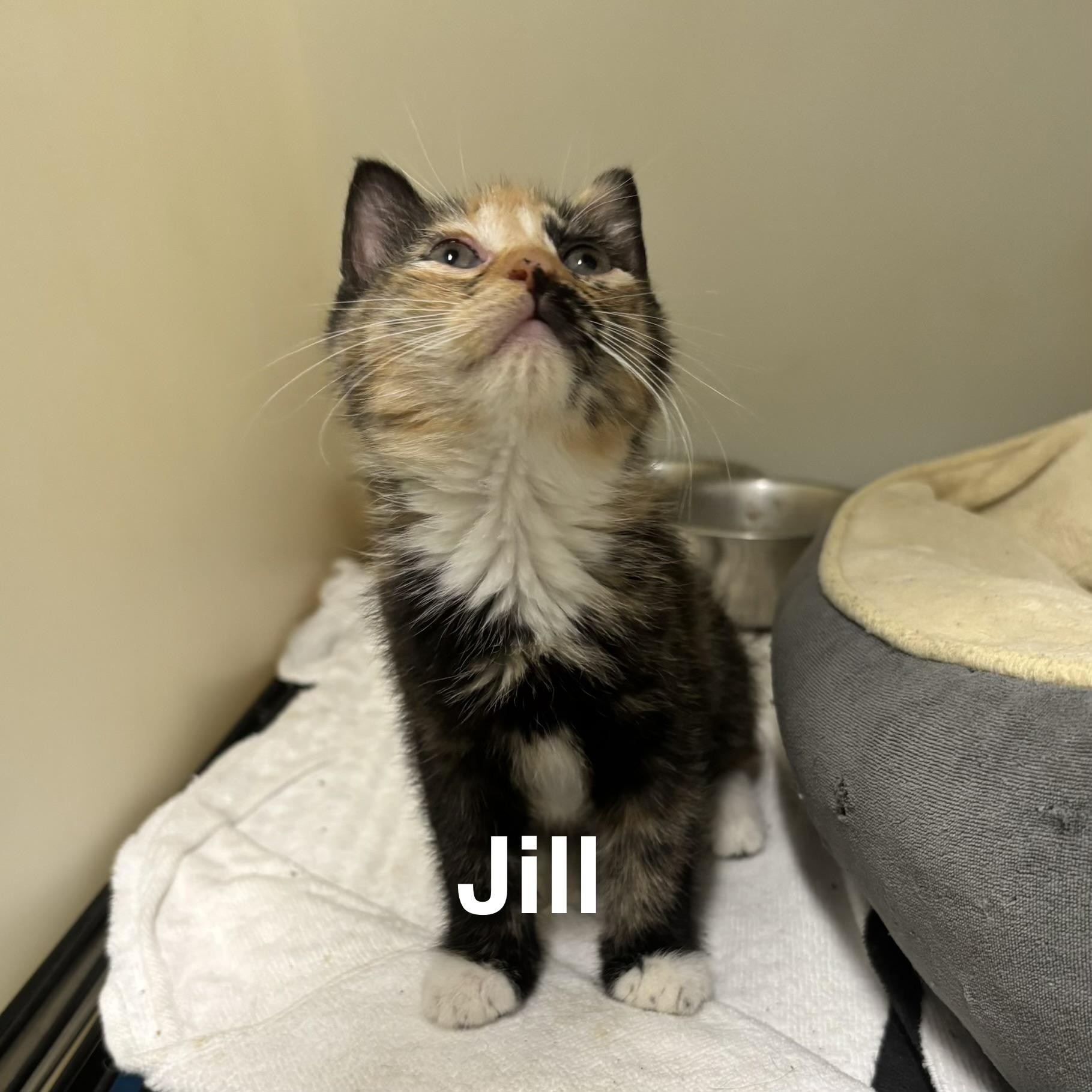 KITTENS: Sabrina, Kelly, Jill, Charlie ~~ VISIT US AT VETERINARY MED CTR, a ADOPTABLE Domestic Short Hair in Alpharetta, GA image 2/4