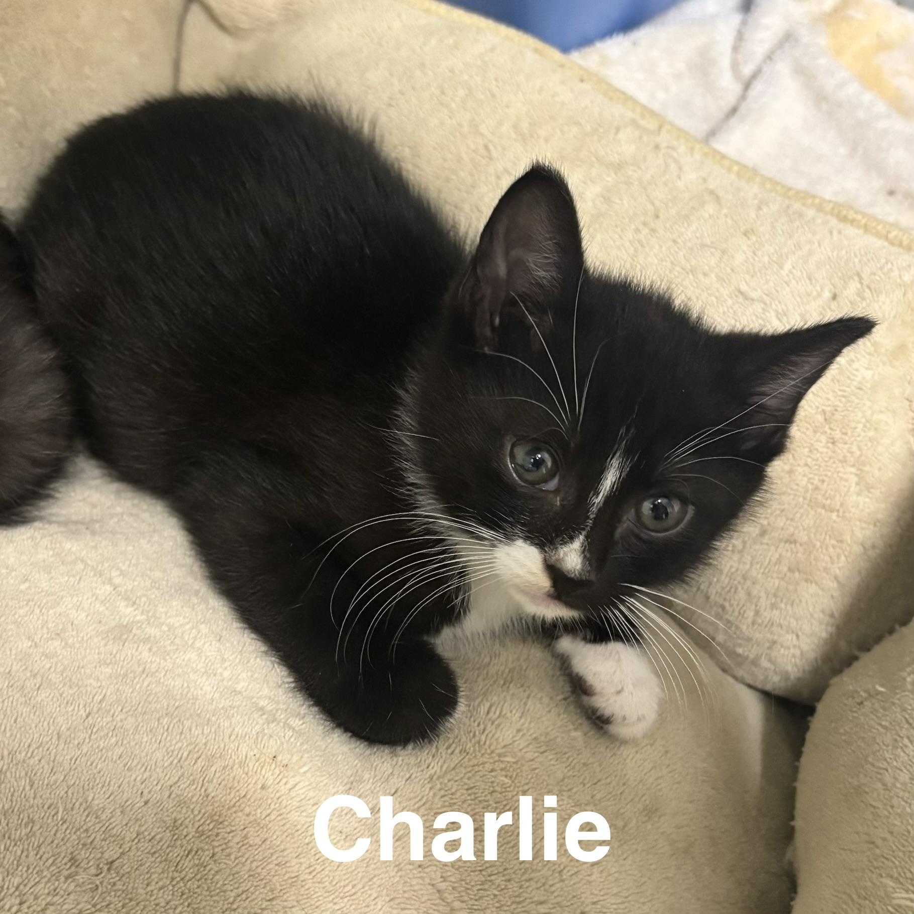 KITTENS: Sabrina, Kelly, Jill, Charlie ~~ VISIT US AT VETERINARY MED CTR, a ADOPTABLE Domestic Short Hair in Alpharetta, GA image 4/4