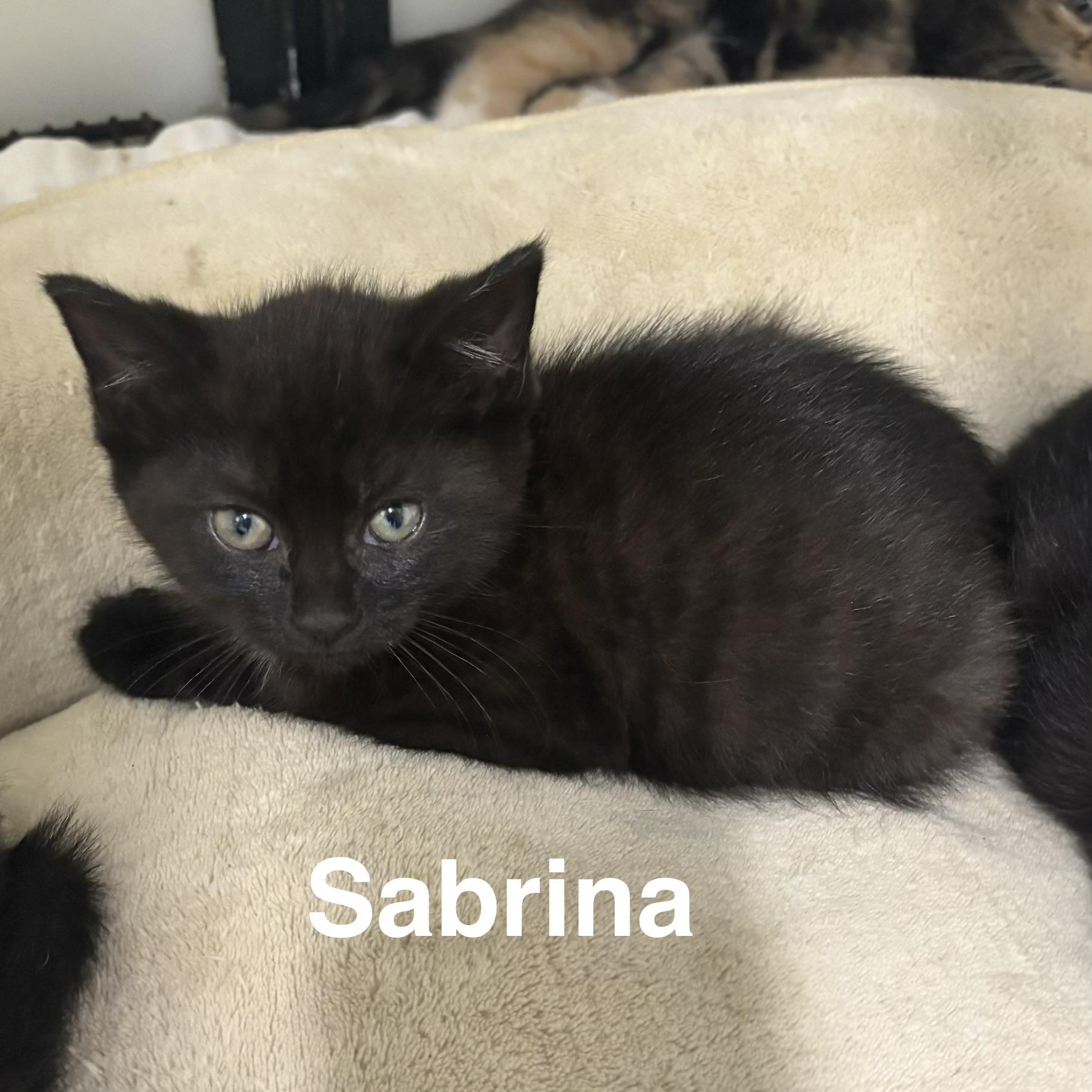 KITTENS: Sabrina, Kelly, Jill, Charlie ~~ VISIT US AT VETERINARY MED CTR, a ADOPTABLE Domestic Short Hair in Alpharetta, GA image 1/4