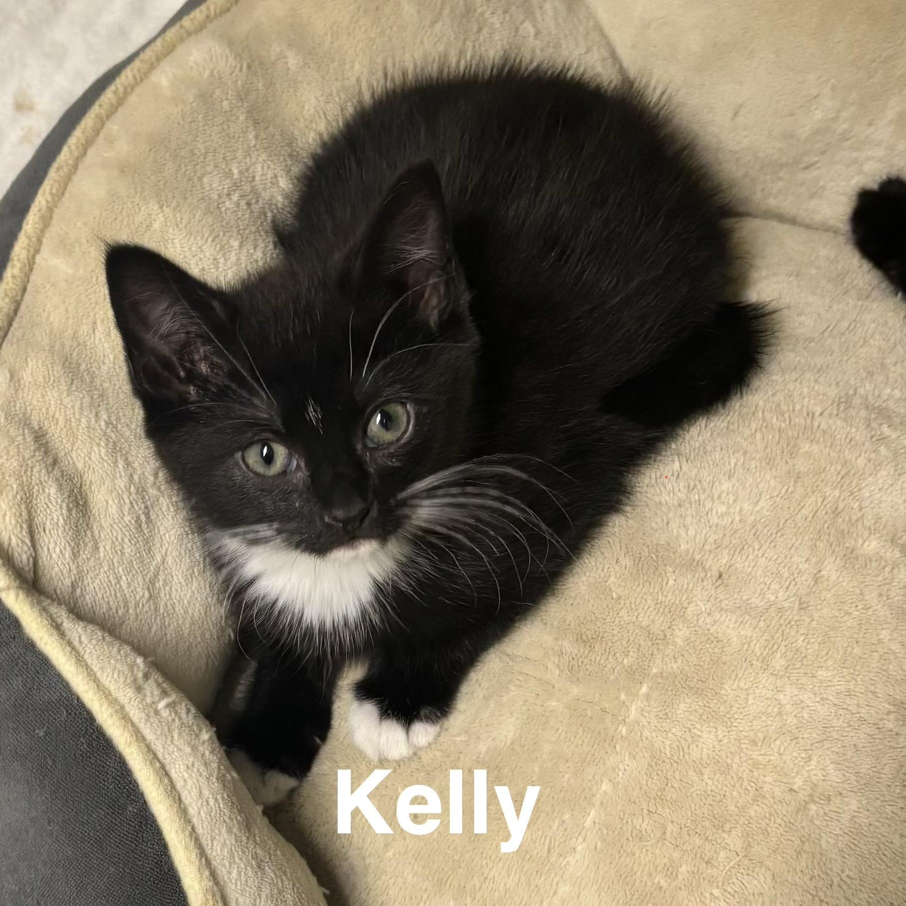 KITTENS: Sabrina, Kelly, Jill, Charlie ~~ VISIT US AT VETERINARY MED CTR, a ADOPTABLE Domestic Short Hair in Alpharetta, GA image 3/4