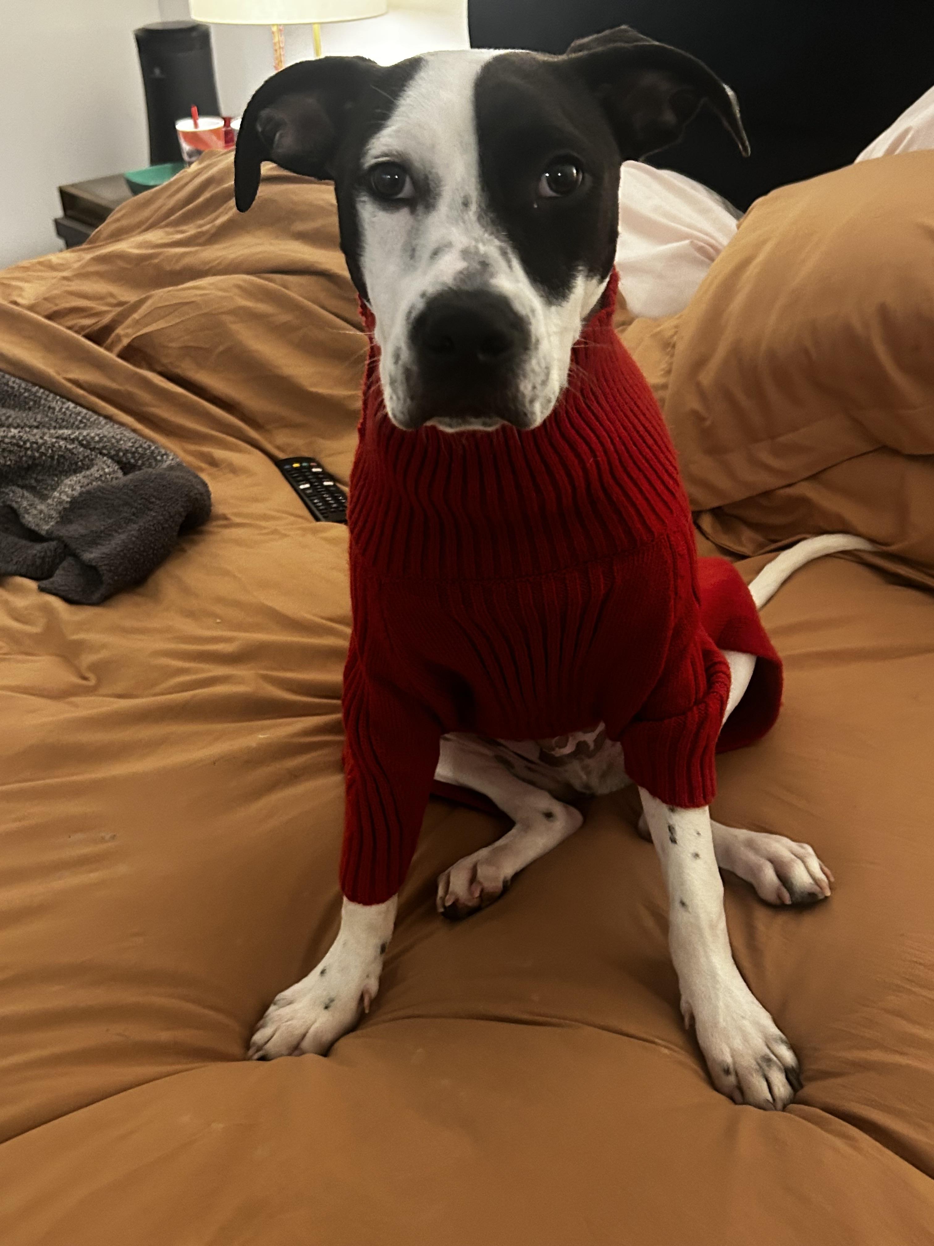 Enlarge Asher, a Adoptable mixed breed in tampa, FL image 2/4