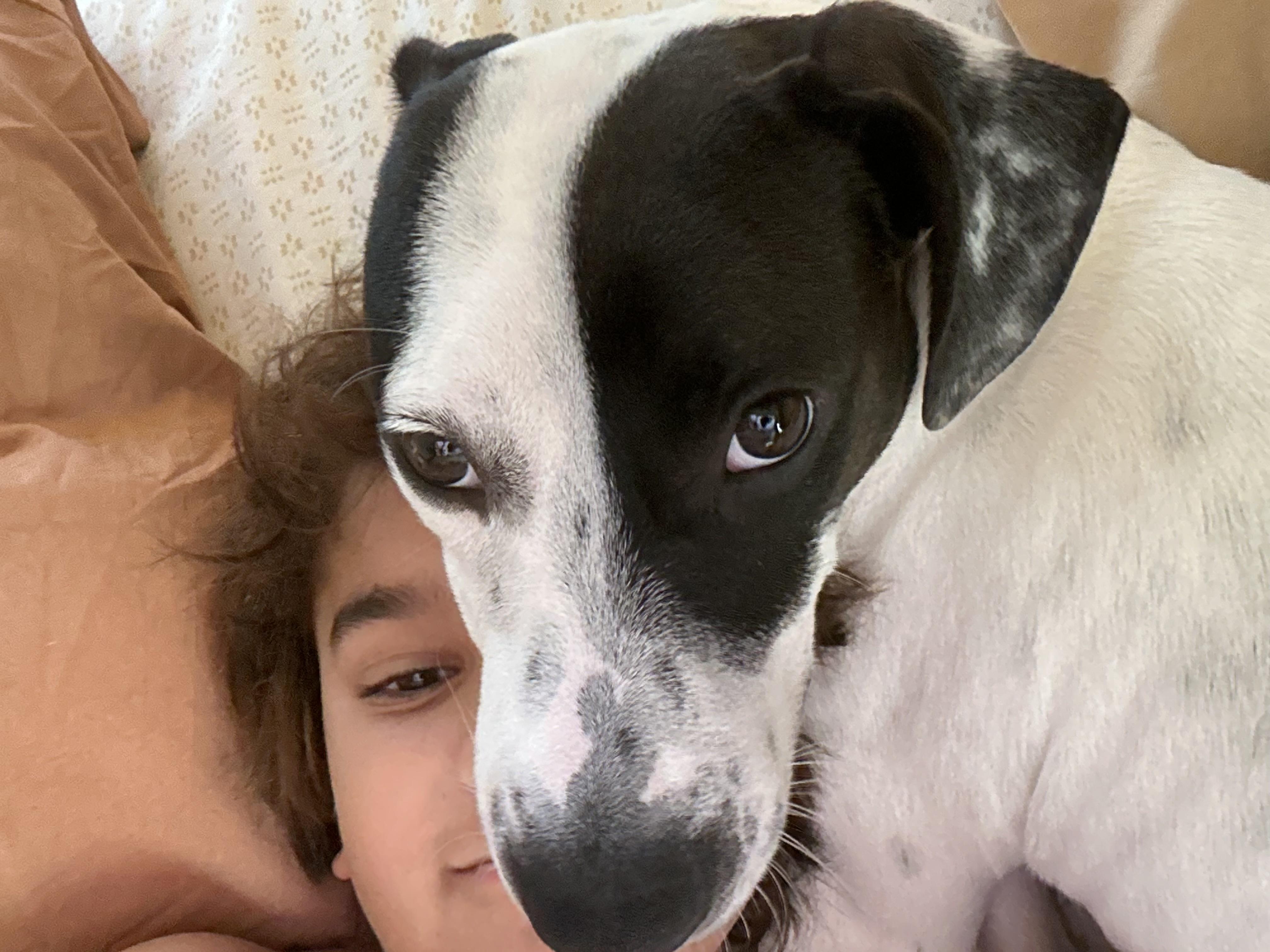 Asher, Adoptable, Puppy Male Pointer.