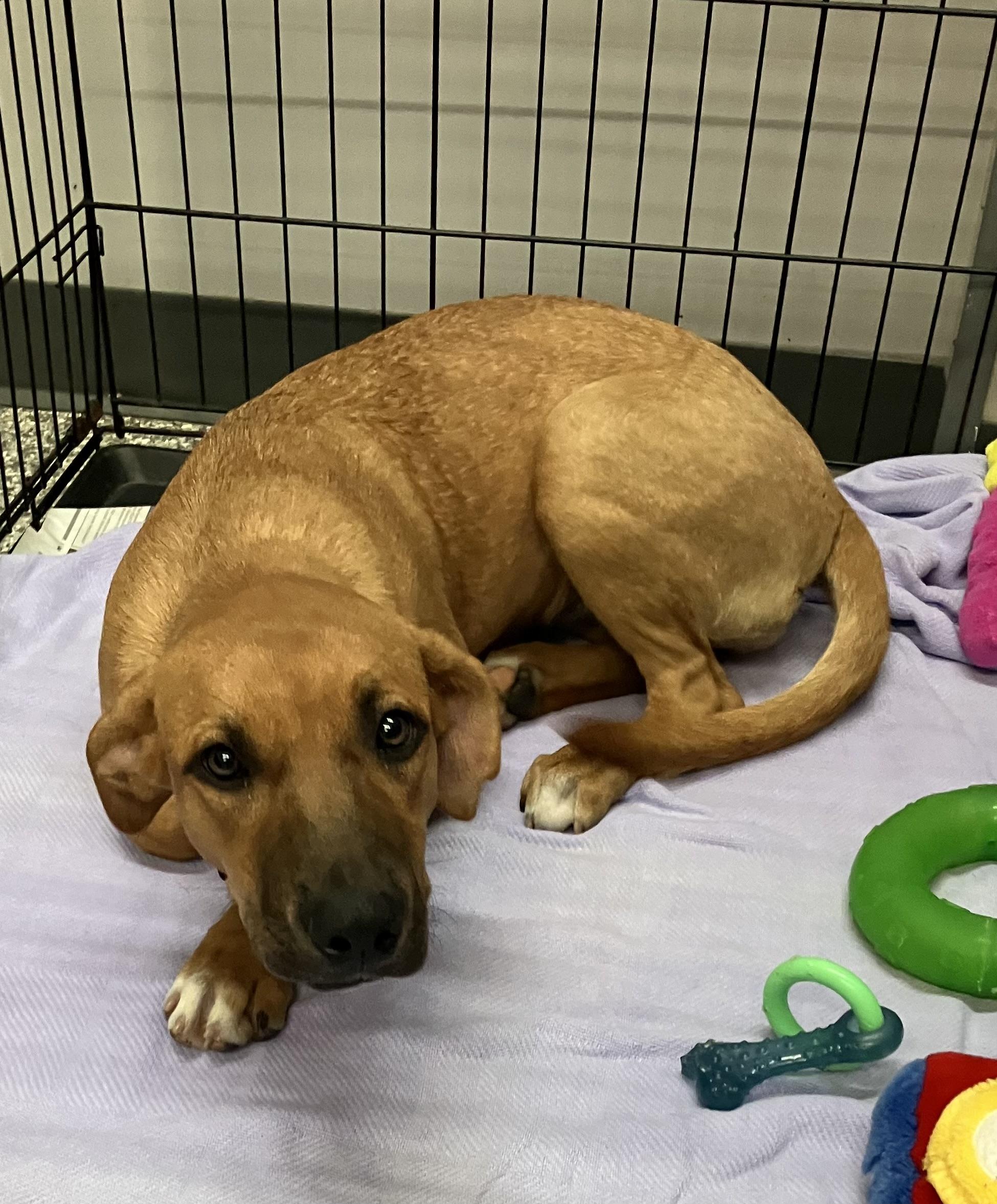 LeBelle, Adoptable, Puppy Female Hound.