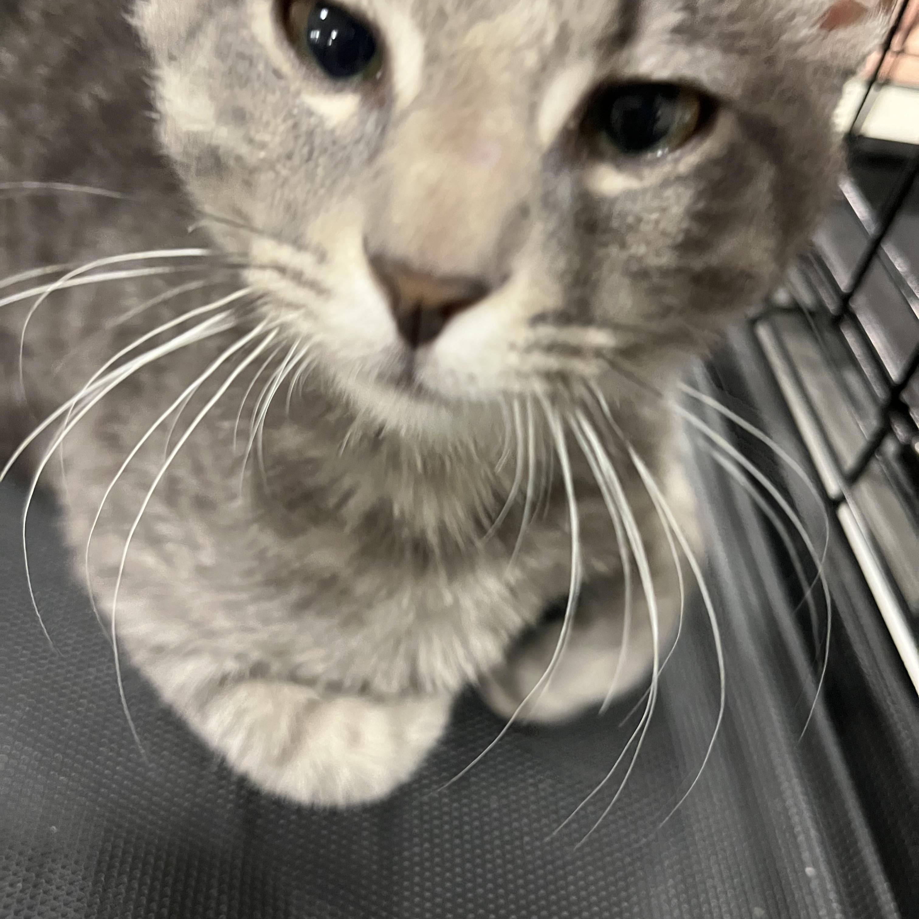 Bojangles, a Adoptable Tabby in Baker, LA image 3/3