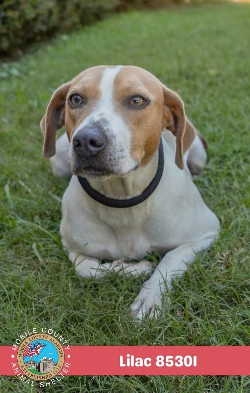 Enlarge Lilac, a Adoptable Beagle in Mobile, AL image 1/2