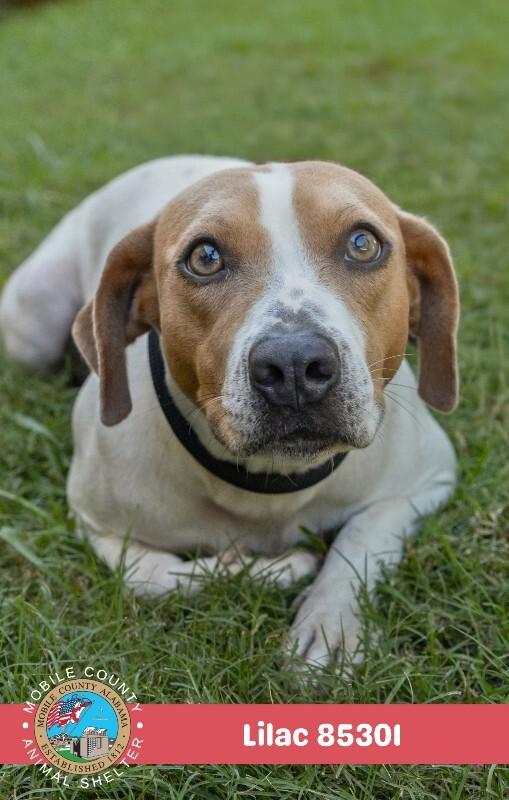 Enlarge Lilac, a Adoptable Beagle in Mobile, AL image 2/2