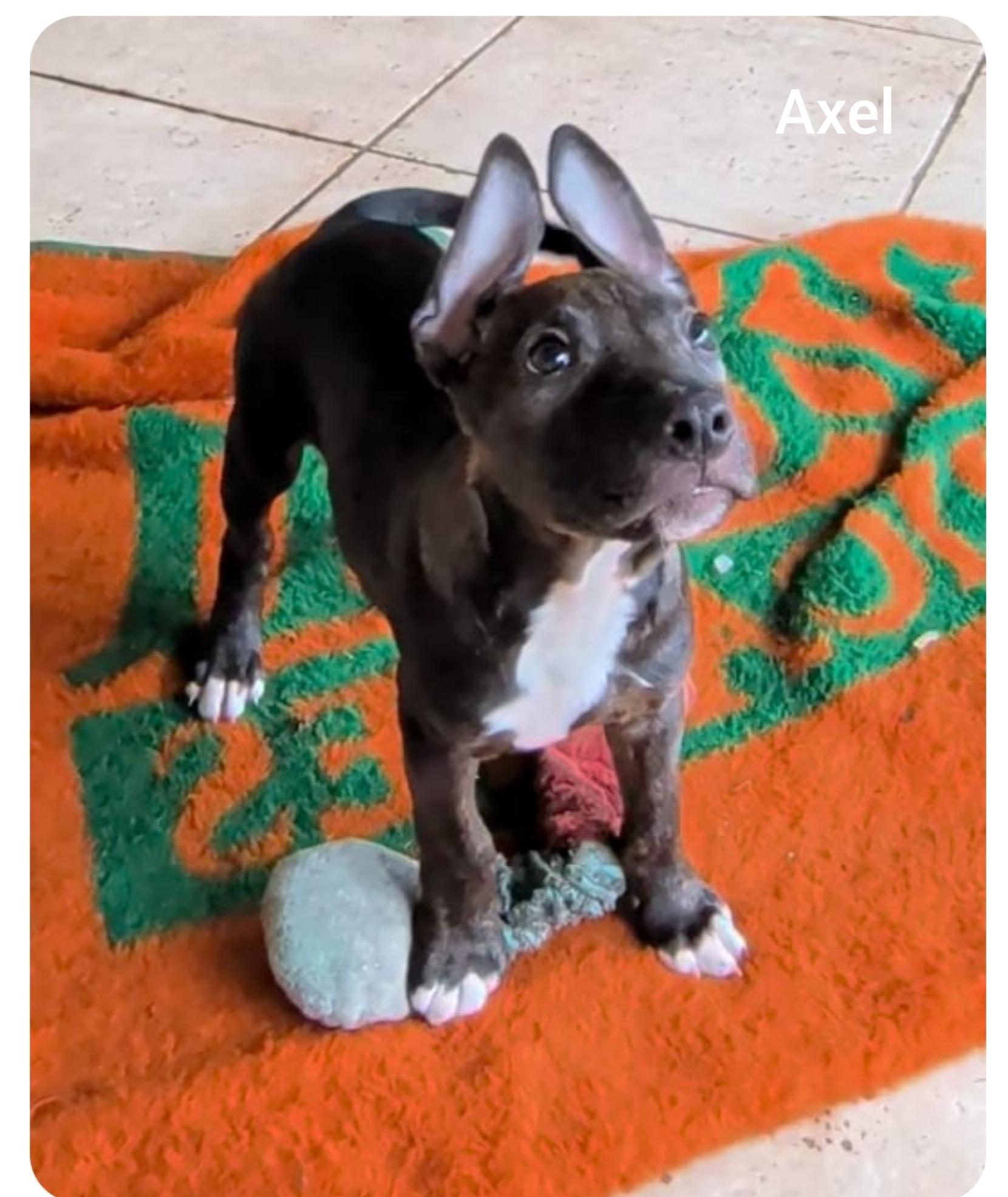 Axel