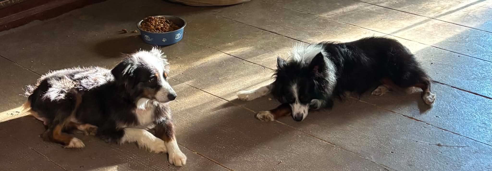 Enlarge Andy and Ellie - Bonded Mini Aussies, a Adoptable Australian Shepherd in Woburn, MA image 6/6