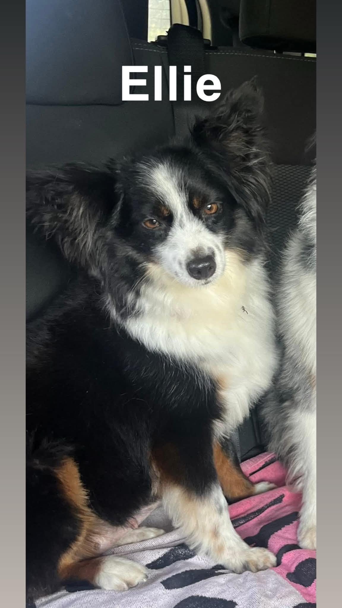 Enlarge Andy and Ellie - Bonded Mini Aussies, a Adoptable Australian Shepherd in Woburn, MA image 3/6