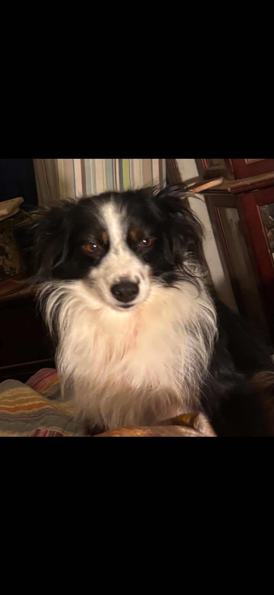 Enlarge Andy and Ellie - Bonded Mini Aussies, a Adoptable Australian Shepherd in Woburn, MA image 5/6