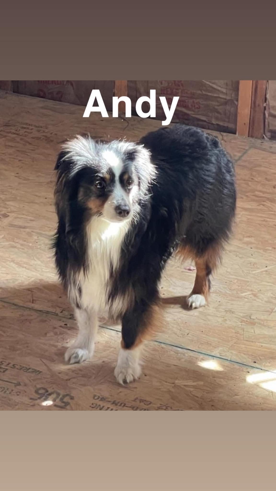 Enlarge Andy and Ellie - Bonded Mini Aussies, a Adoptable Australian Shepherd in Woburn, MA image 2/6