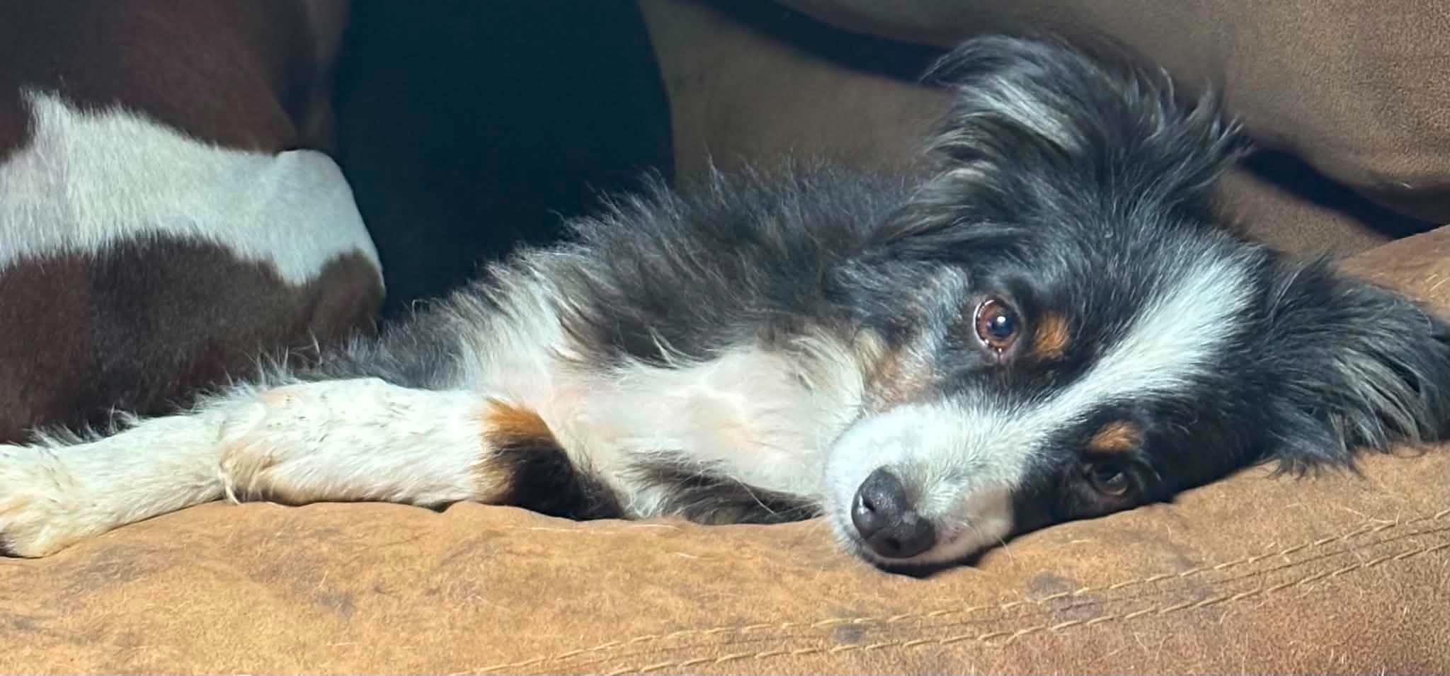 Enlarge Andy and Ellie - Bonded Mini Aussies, a Adoptable Australian Shepherd in Woburn, MA image 4/6