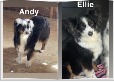 Enlarge Andy and Ellie - Bonded Mini Aussies, a Adoptable Australian Shepherd in Woburn, MA image 1/6