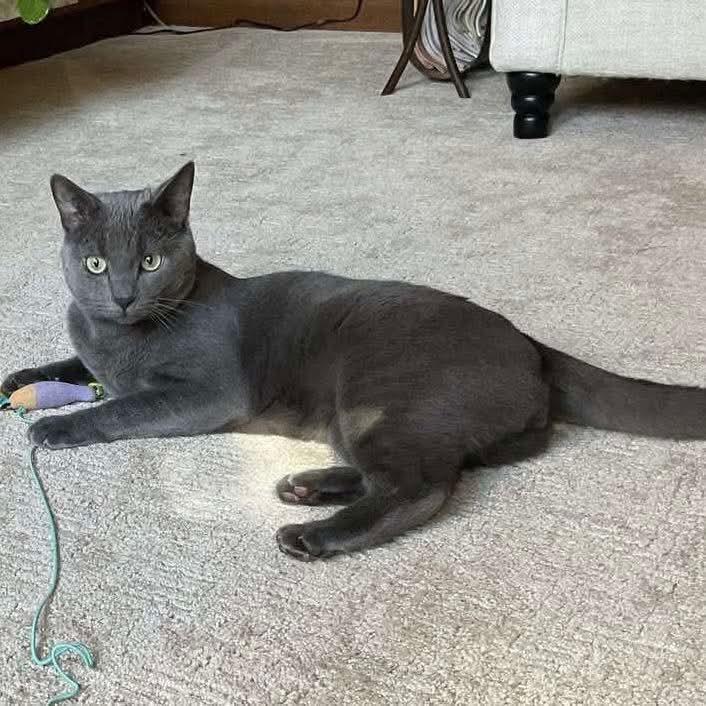 Luci, Adoptable, Adult Male Domestic Short Hair.