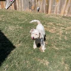 Enlarge Jackson, a Adoptable Schnauzer in San Antonio, TX image 1/6