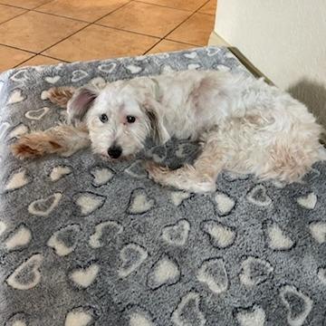 Enlarge Jackson, a Adoptable Schnauzer in San Antonio, TX image 2/6