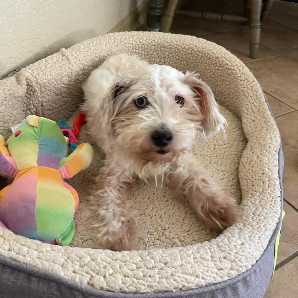 Enlarge Jackson, a Adoptable Schnauzer in San Antonio, TX image 3/6