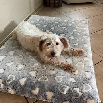 Enlarge Jackson, a Adoptable Schnauzer in San Antonio, TX image 4/6